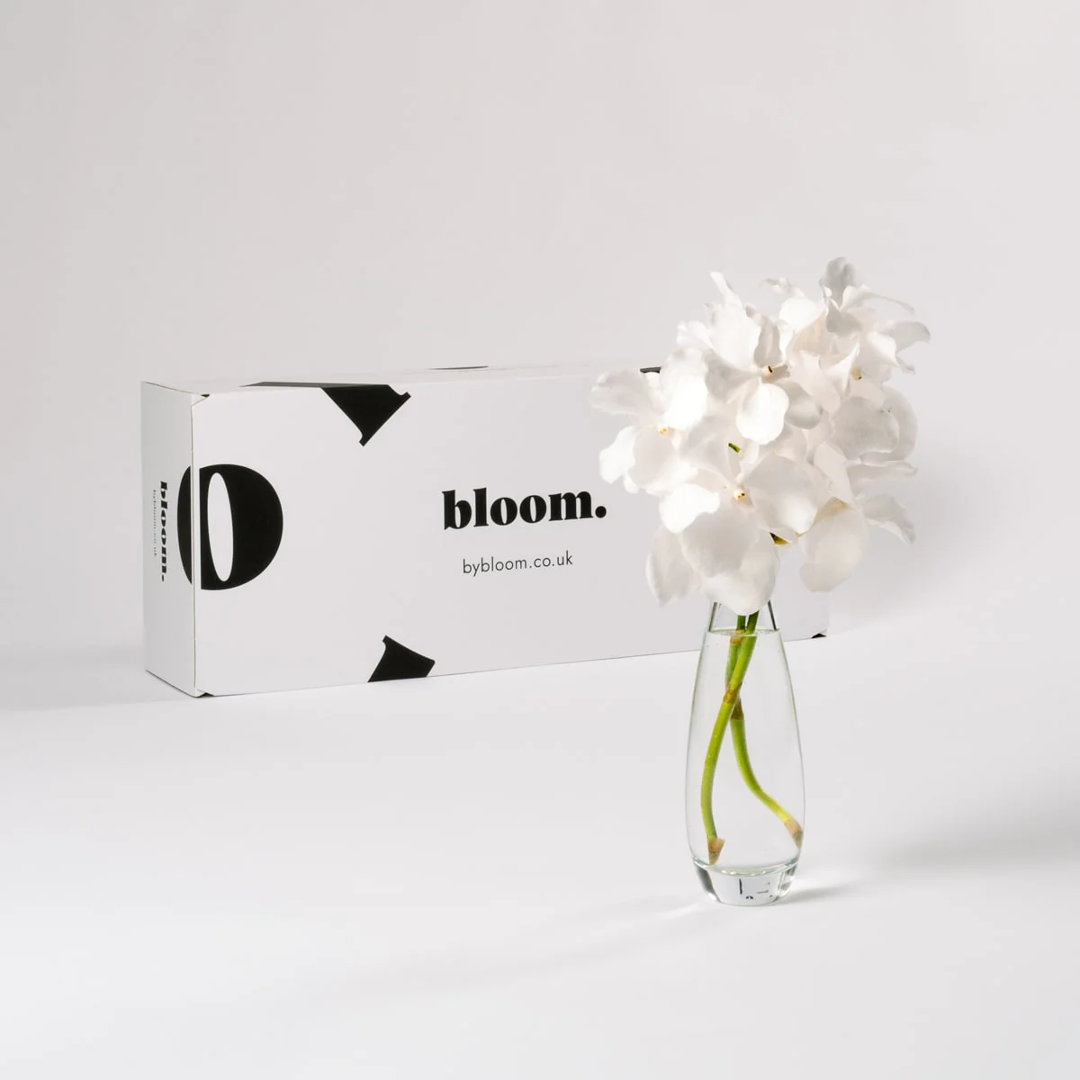 Arctic White Vanda Orchid - Image 2
