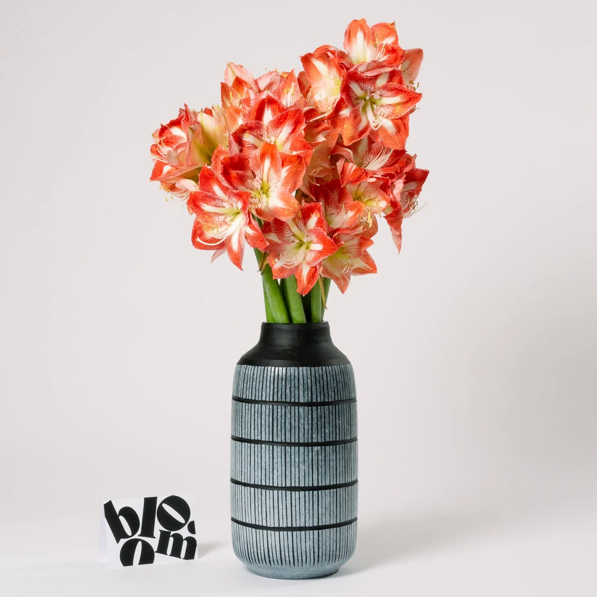 Candy Cane Amaryllis - Image 3