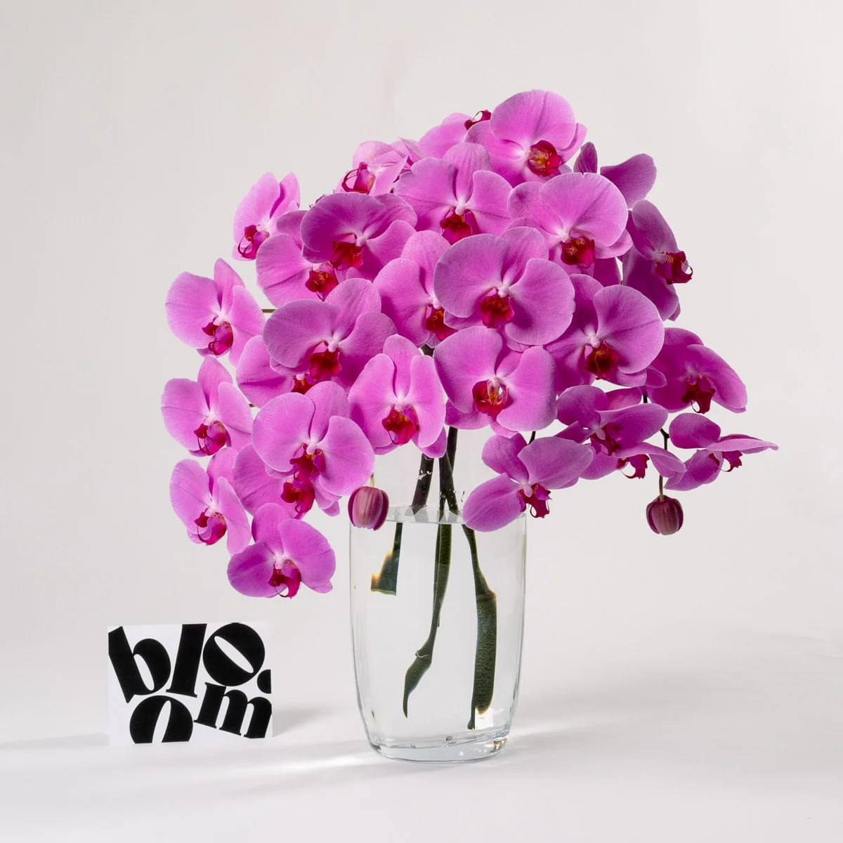 Cerise Pink Phalaenopsis Orchid - Image 2