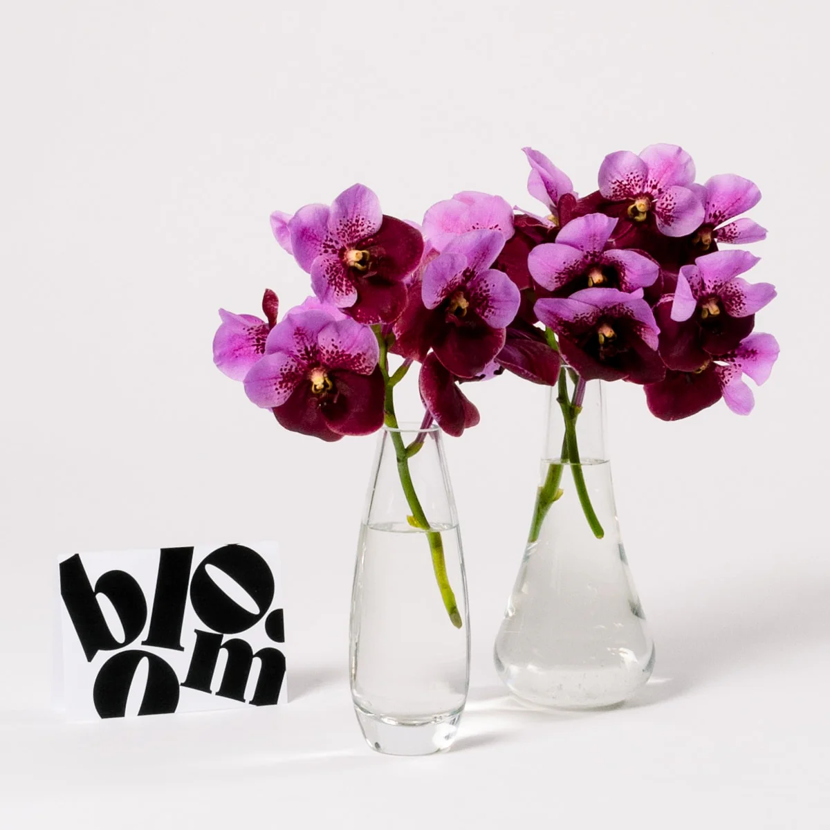 Muddled Grape Vanda Orchid - Image 2
