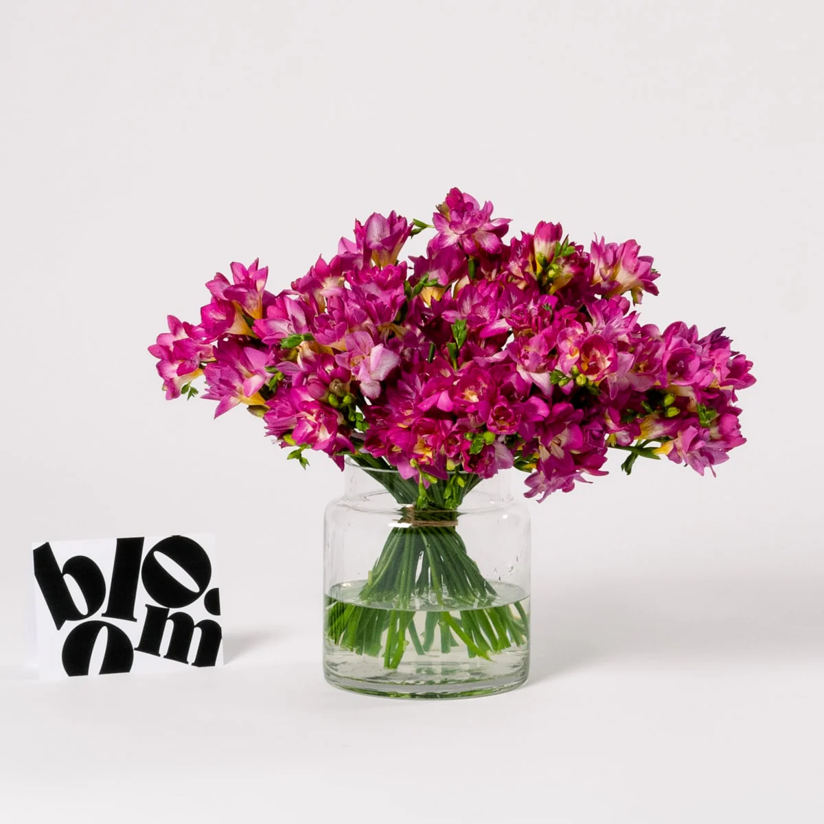 Pink Elephant Freesia - Image 3