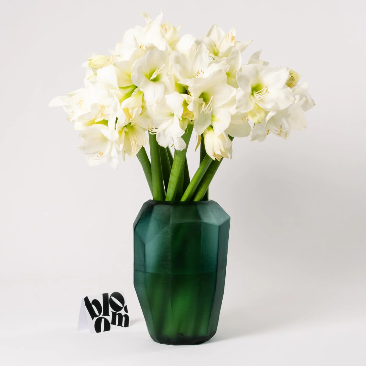Polar White Amaryllis - Image 3