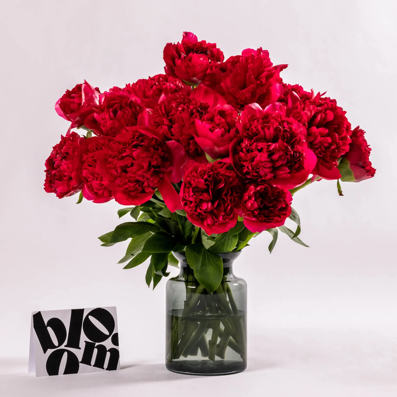 Red Charm Peony - Image 3