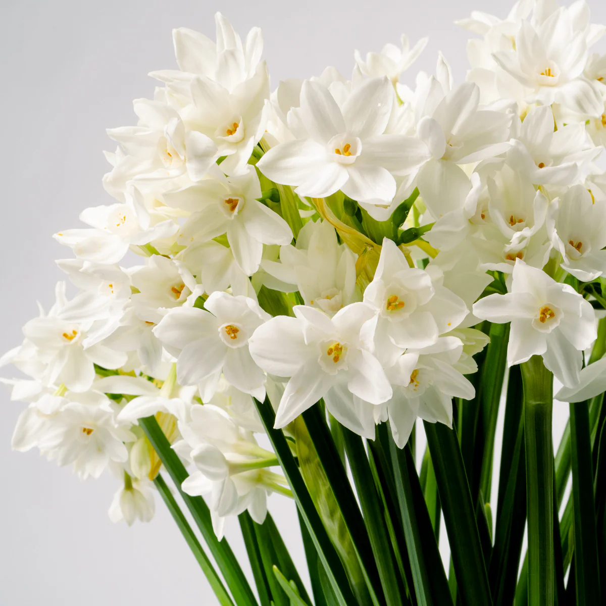 Silk White Paperwhites - Image 2