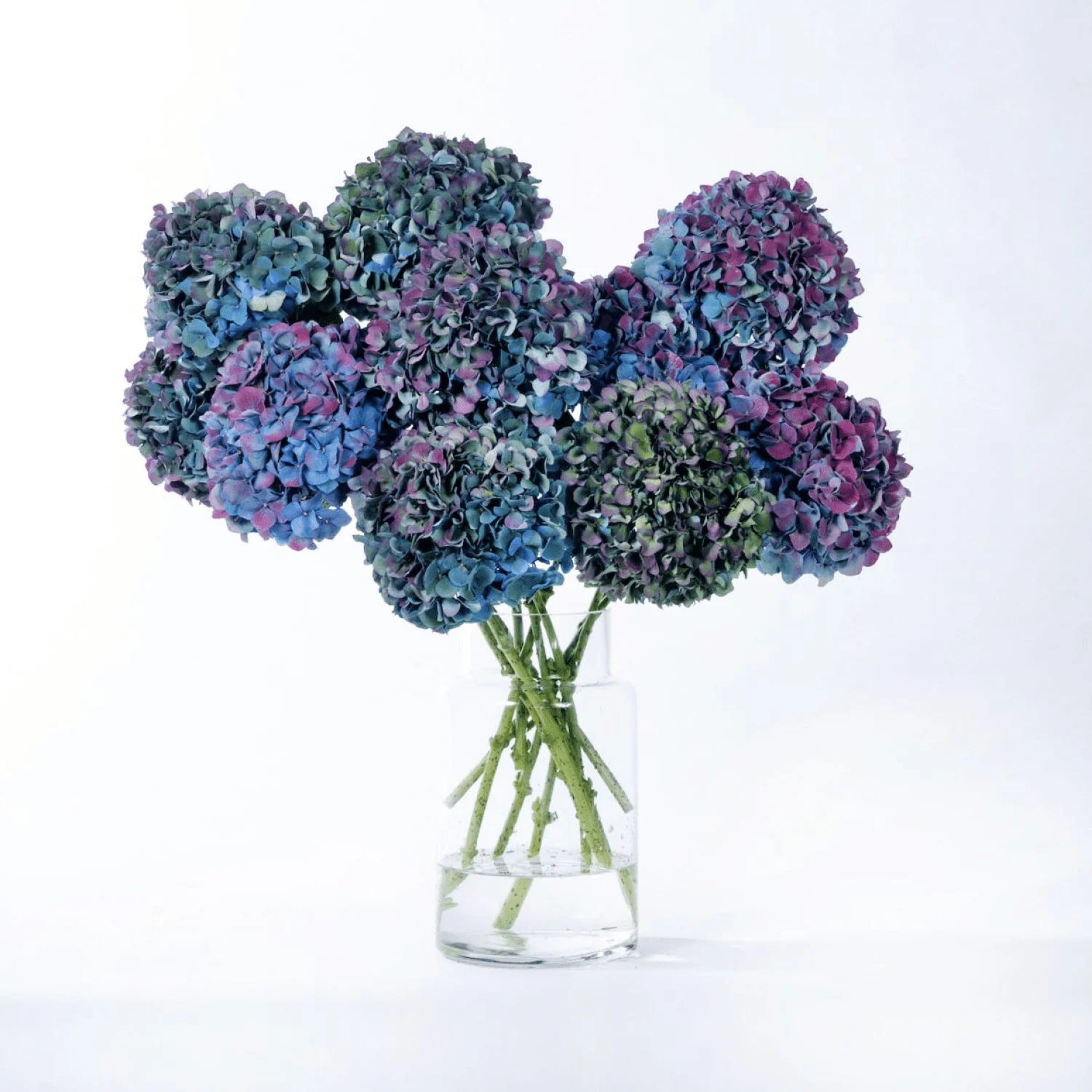 Winter Sky Blue Hydrangea - Image 3